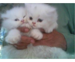 2Persian Kittens for sale
