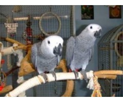 2years Old African Grey Parrots for Sale, Tamed and Adorable - 1