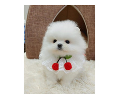 Super Cute Tini Mini Pomeranian Puppies For Sale - 1
