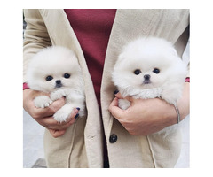 Super Cute Tini Mini Pomeranian Puppies For Sale