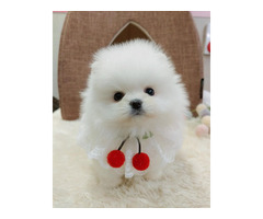 Super Cute Tini Mini Pomeranian Puppies For Sale