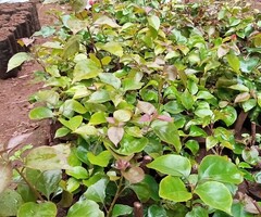 Bougainvillea Hedge Seedlings