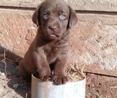 1-3 Months old Chocolate Labrador puppies