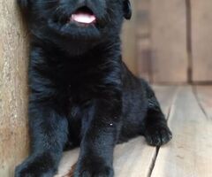 1-3 Months old black Labrador puppies - 1