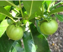 SALE of IMPORTED FRUIT TREE SEEDLINGS different sizes