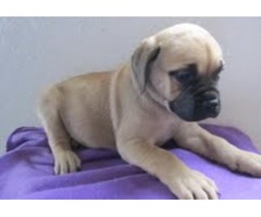 We are offering our English Bull Mastiff Puppies