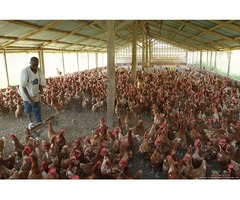 Poultry Rearing Business - 1