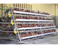 Layer chicken cages / Poultry cages - 1