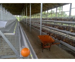 Layer chicken cages / Poultry cages - 3