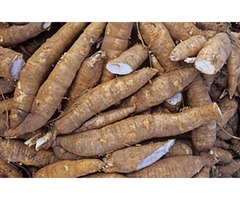Cassava Root supply needed for our Cassava based products - 1