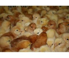 1day old chicks (Poultry for sale)