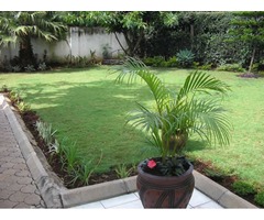 Arabic grass in Kenya - 2