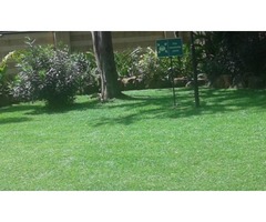 Zimbabwe grass in Kenya