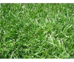 Zimbabwe grass in Kenya