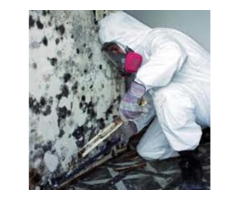 mould removal & control services At   Florascape Kenya