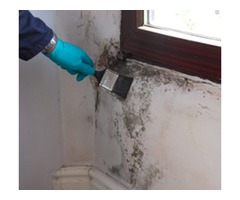 mould removal & control services At   Florascape Kenya - 2