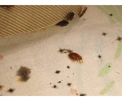 Wacklet Pest control / Bed bugs Cockroaches Fumigation Services - 1