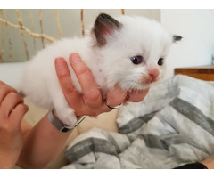 Beautiful Pure Bred Persian Kitten for sale