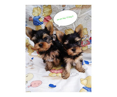 Two gorgeous Yorkie puppies available