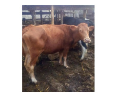 Dairy Ayrshire Milk Cow for Sale
