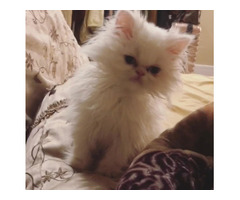 CFA registered Persian kitten for adoption - 1