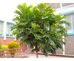 Thika palms