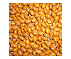 Yellow Beans Ready for sale in bulk