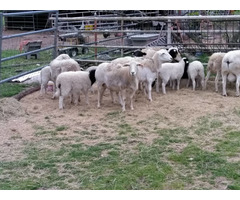 Healthy Meat Master Sheep and lambs For Sale Whatsapp +27734531381 - 1