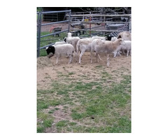 Healthy Meat Master Sheep and lambs For Sale Whatsapp +27734531381 - 2