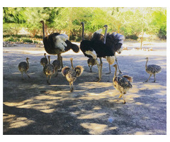 Ostrich chicks & ostrich fertile eggs for sale whatsapp +27734531381 - 1