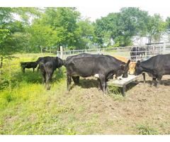 Affordable cattles bull, heifers & calves for Sale whatsapp +27734531381