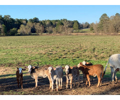 Affordable cattles bull, heifers & calves for Sale whatsapp +27734531381