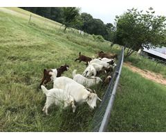 Dairy & beef goats for sale whatsapp +27734531381 - 1