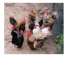 Chicks, egg & meat layer Hens, chicken of all species for sale whatsapp +27734531381