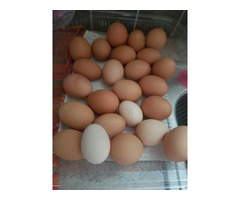 Best Quality Organic Fresh Chicken Table Eggs & Fertilized Hatching Eggs whatsapp +27734531381