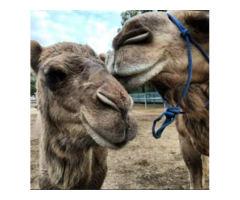 Camels for sale whatsapp +27734531381 - 1