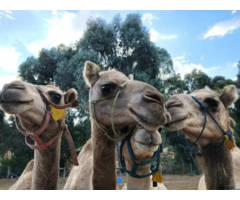 Camels for sale whatsapp +27734531381 - 2