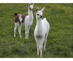 Young, adult & pregnant llamas For Sale whatsapp +27734531381 - 1