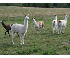 Young, adult & pregnant llamas For Sale whatsapp +27734531381 - 2
