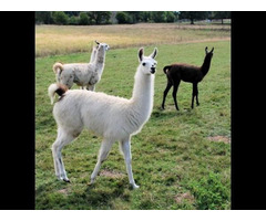 Young, adult & pregnant llamas For Sale whatsapp +27734531381