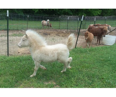 Several miniature horses and other breeds for sale whatsapp +27734531381 - 1