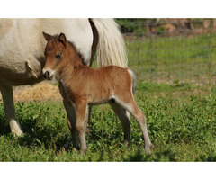 Several miniature horses and other breeds for sale whatsapp +27734531381 - 2