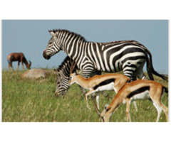 Welcome to you  simba junior tours & travel worldwide  safari