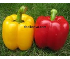 Capsicums - Pilipili-Hoho (Red and Yellow)-