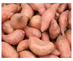Sweet Potatoes Supply and Plants - 1