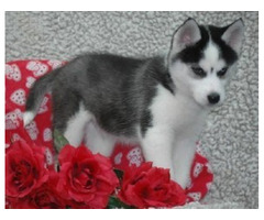Lovely Siberian husky puppies for sale - 1